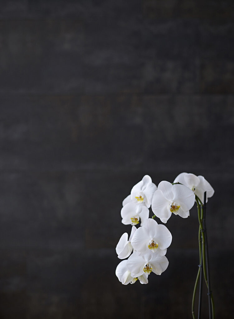 paisajes560orquidea blanca